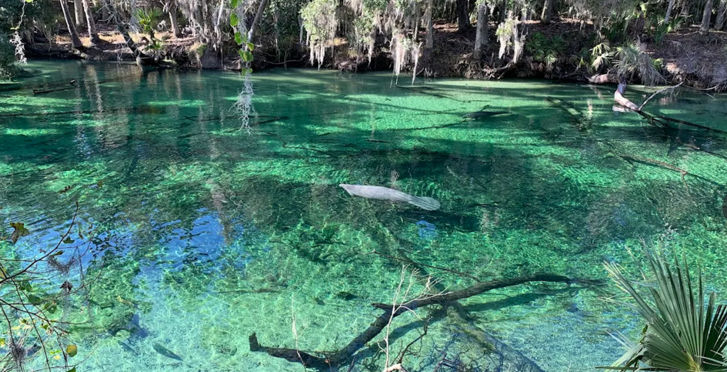 GLT Excursion Package -Blue Springs