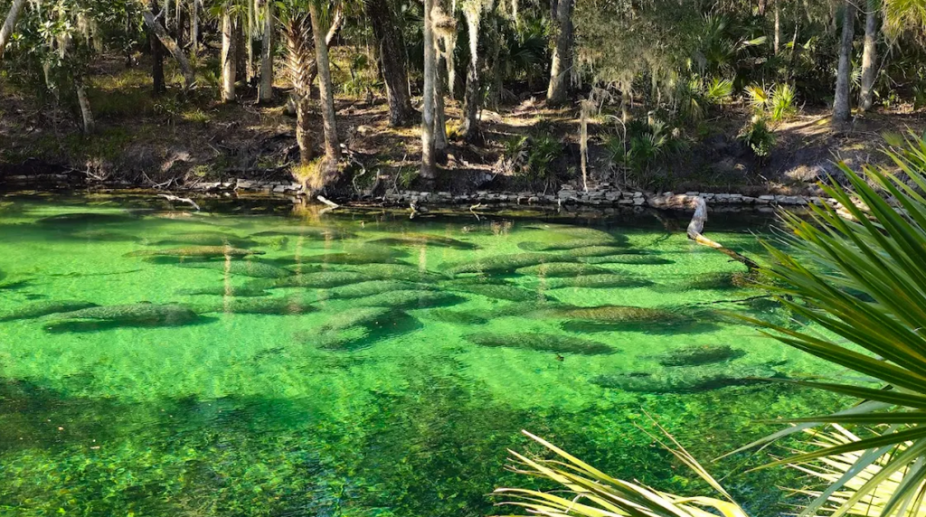 GLT Excursion Package -Blue Springs